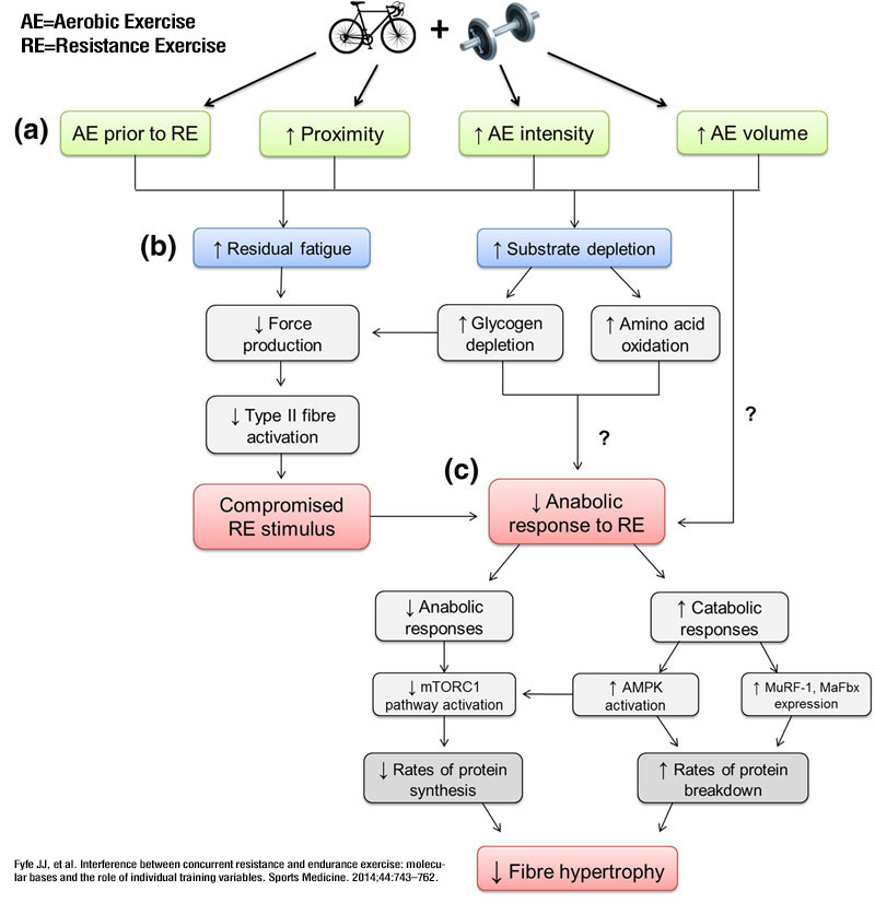 Combining Strength and Endurance Training (Concurrent Training