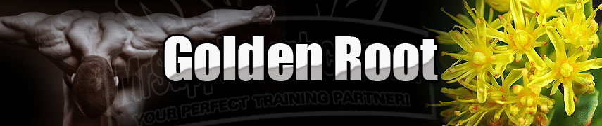 Golden Root (Rhodiola) - MrSupplement.com.au