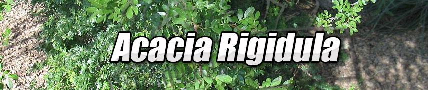 Garcinia loss cyprus image 3