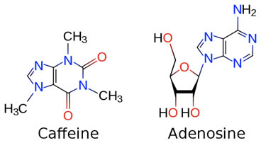 caffeine_adenosine_molecules caffeine_adenosine_molecules